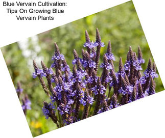 Blue Vervain Cultivation: Tips On Growing Blue Vervain Plants