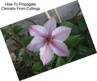 How To Propagate Clematis From Cuttings