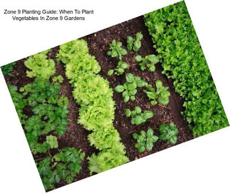 Zone 9 Planting Guide: When To Plant Vegetables In Zone 9 Gardens