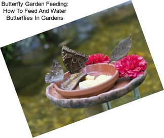 Butterfly Garden Feeding: How To Feed And Water Butterflies In Gardens