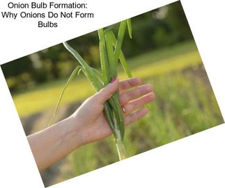 Onion Bulb Formation: Why Onions Do Not Form Bulbs