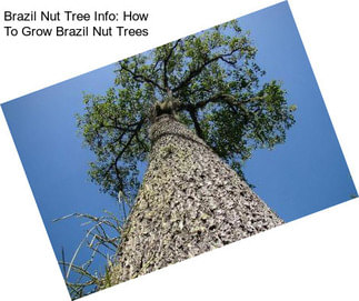 Brazil Nut Tree Info: How To Grow Brazil Nut Trees