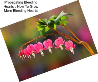 Propagating Bleeding Hearts : How To Grow More Bleeding Hearts