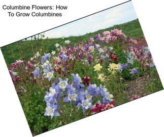 Columbine Flowers: How To Grow Columbines