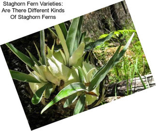 Staghorn Fern Varieties: Are There Different Kinds Of Staghorn Ferns