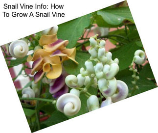 Snail Vine Info: How To Grow A Snail Vine