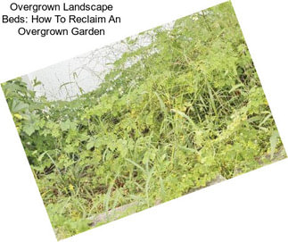 Overgrown Landscape Beds: How To Reclaim An Overgrown Garden