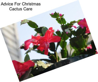 Advice For Christmas Cactus Care