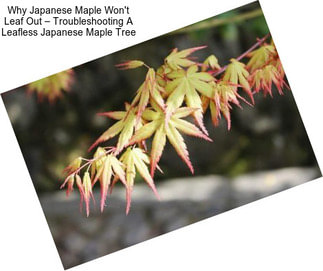Why Japanese Maple Won\'t Leaf Out – Troubleshooting A Leafless Japanese Maple Tree