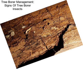 Tree Borer Management: Signs Of Tree Borer Insects