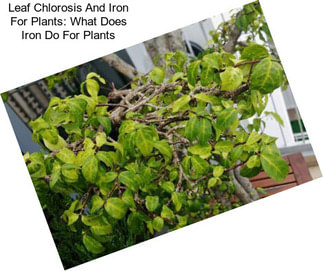 Leaf Chlorosis And Iron For Plants: What Does Iron Do For Plants