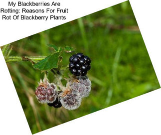 My Blackberries Are Rotting: Reasons For Fruit Rot Of Blackberry Plants