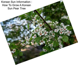 Korean Sun Information : How To Grow A Korean Sun Pear Tree