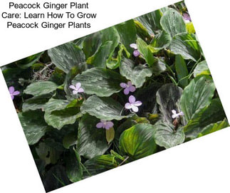 Peacock Ginger Plant Care: Learn How To Grow Peacock Ginger Plants