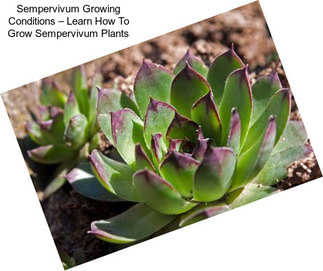 Sempervivum Growing Conditions – Learn How To Grow Sempervivum Plants