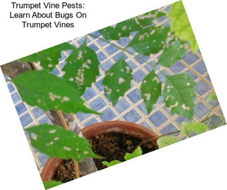 Trumpet Vine Pests: Learn About Bugs On Trumpet Vines