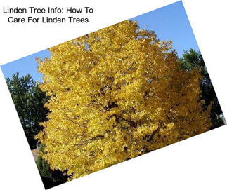Linden Tree Info: How To Care For Linden Trees