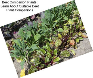 Beet Companion Plants: Learn About Suitable Beet Plant Companions