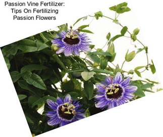 Passion Vine Fertilizer: Tips On Fertilizing Passion Flowers