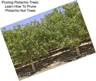 Pruning Pistachio Trees: Learn How To Prune Pistachio Nut Trees