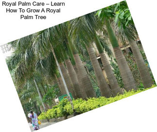 Royal Palm Care – Learn How To Grow A Royal Palm Tree