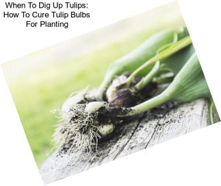 When To Dig Up Tulips: How To Cure Tulip Bulbs For Planting