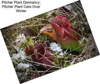 Pitcher Plant Dormancy: Pitcher Plant Care Over Winter