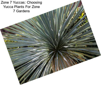 Zone 7 Yuccas: Choosing Yucca Plants For Zone 7 Gardens