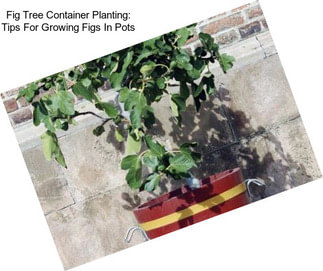 Fig Tree Container Planting: Tips For Growing Figs In Pots