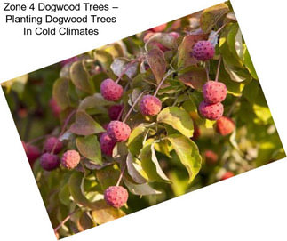 Zone 4 Dogwood Trees – Planting Dogwood Trees In Cold Climates