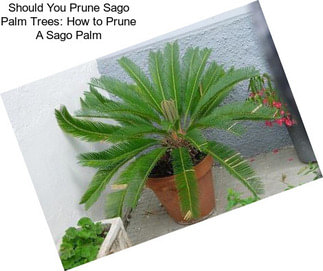 Should You Prune Sago Palm Trees: How to Prune A Sago Palm