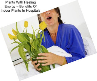 Plants With Healing Energy – Benefits Of Indoor Plants In Hospitals