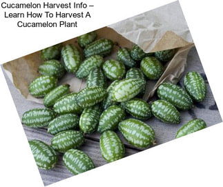 Cucamelon Harvest Info – Learn How To Harvest A Cucamelon Plant