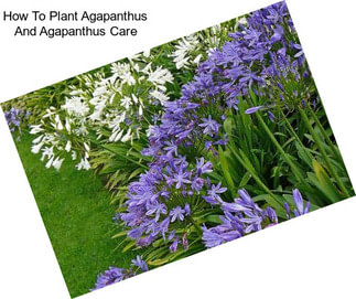 How To Plant Agapanthus And Agapanthus Care