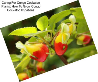 Caring For Congo Cockatoo Plants: How To Grow Congo Cockatoo Impatiens