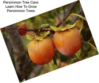 Persimmon Tree Care: Learn How To Grow Persimmon Trees