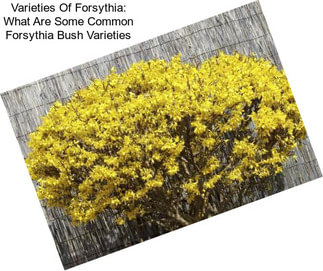 Varieties Of Forsythia: What Are Some Common Forsythia Bush Varieties