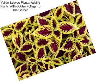 Yellow Leaves Plants: Adding Plants With Golden Foliage To The Garden