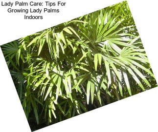 Lady Palm Care: Tips For Growing Lady Palms Indoors