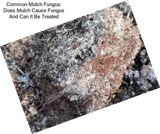 Common Mulch Fungus: Does Mulch Cause Fungus And Can It Be Treated