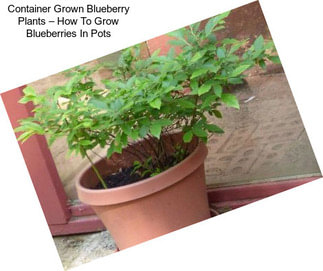 Container Grown Blueberry Plants – How To Grow Blueberries In Pots