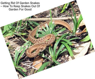 Getting Rid Of Garden Snakes – How To Keep Snakes Out Of Garden For Good
