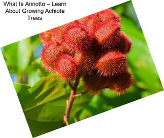 What Is Annotto – Learn About Growing Achiote Trees