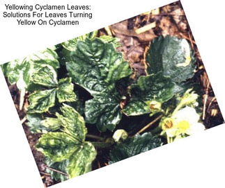 Yellowing Cyclamen Leaves: Solutions For Leaves Turning Yellow On Cyclamen