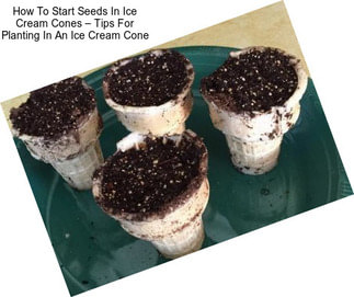 How To Start Seeds In Ice Cream Cones – Tips For Planting In An Ice Cream Cone