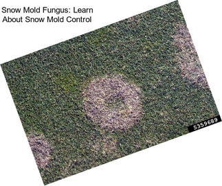 Snow Mold Fungus: Learn About Snow Mold Control