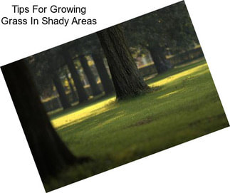 Tips For Growing Grass In Shady Areas