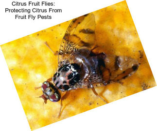 Citrus Fruit Flies: Protecting Citrus From Fruit Fly Pests