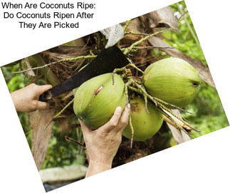 When Are Coconuts Ripe: Do Coconuts Ripen After They Are Picked