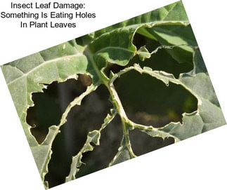 Insect Leaf Damage: Something Is Eating Holes In Plant Leaves